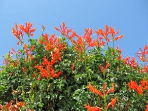 Cape honeysuckle