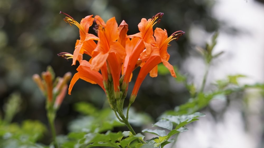 Cape honeysuckle