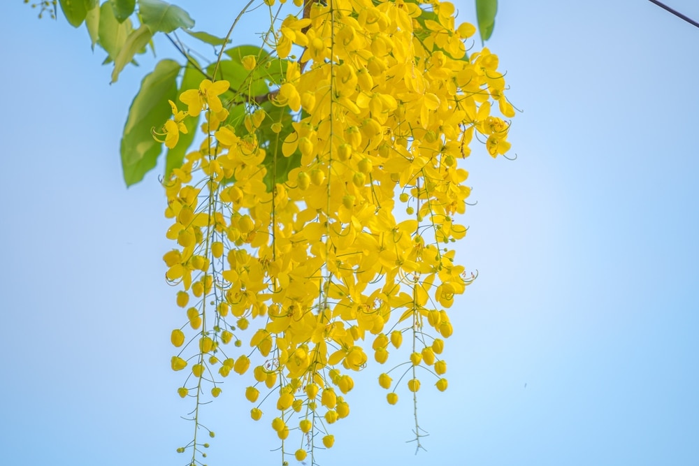 Cassia Tree