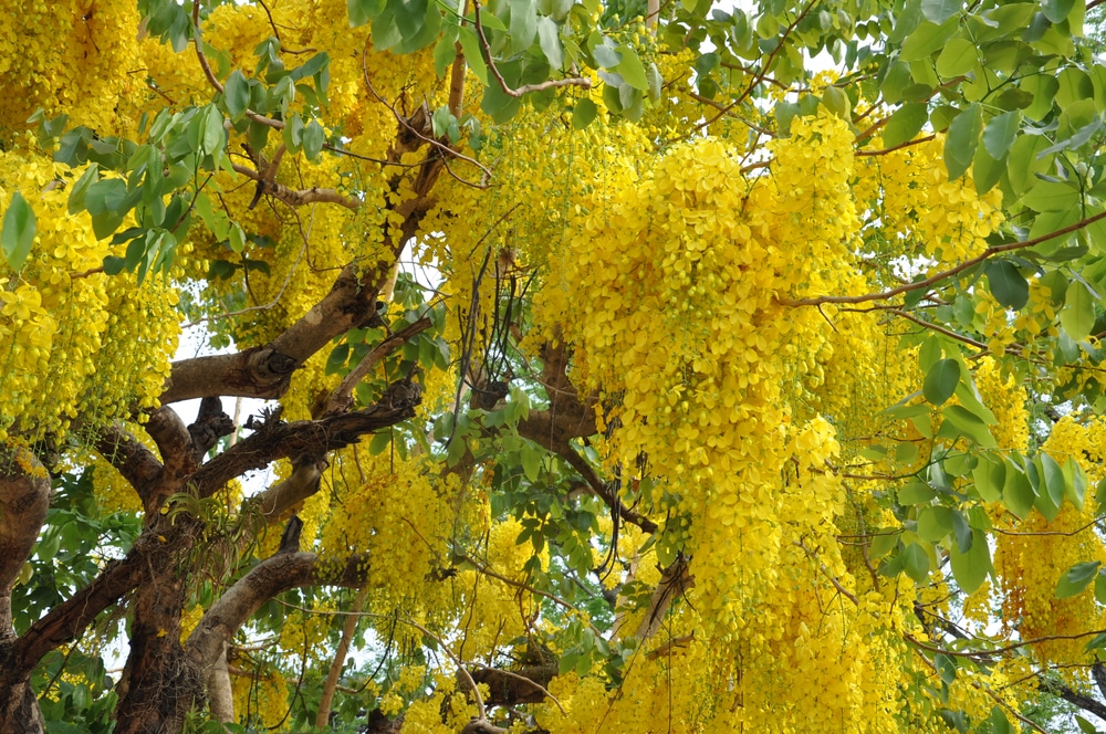 Cassia Tree