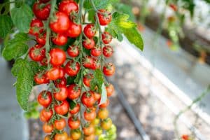 Grow Bag Size for Tomatoes