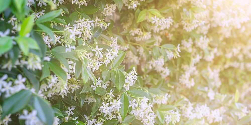 How To Prune Jasmine