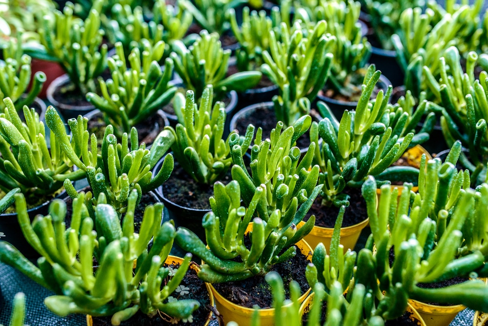 hobbit jade vs gollum jade