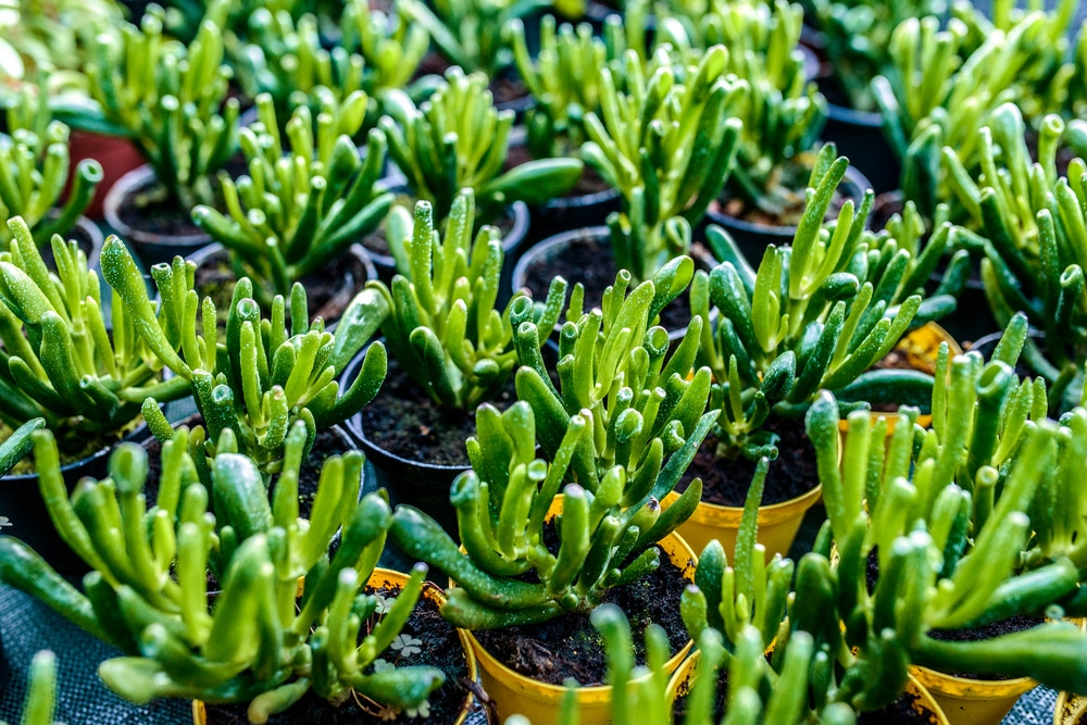 Crassula Ovata Hobbit