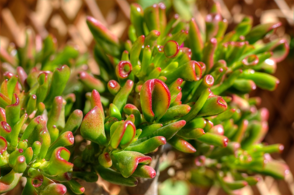 Crassula Ovata Hobbit