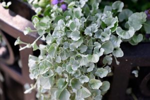 Dichondra Silver Falls Companion Plants