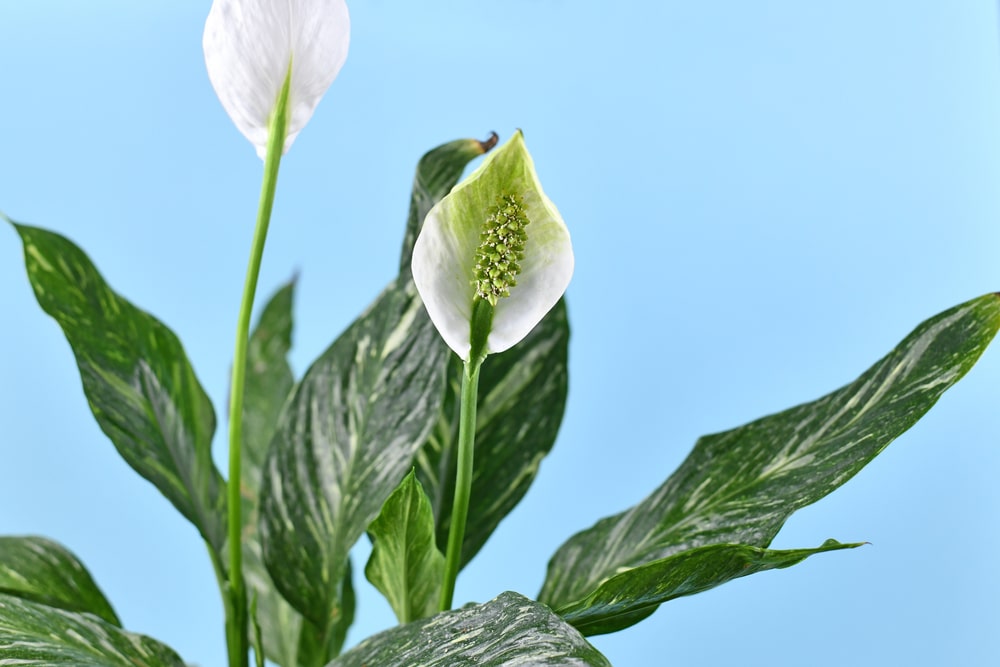 Why Are My Peace Lily Flowers Green