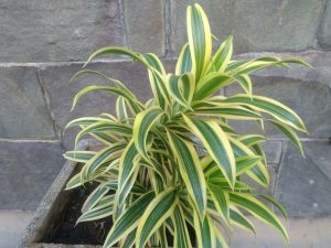 dracaena plant types