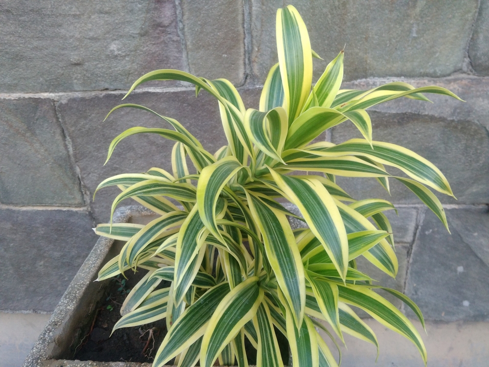 Dracaena Lemon Lime