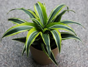 Dracaena Plant Types