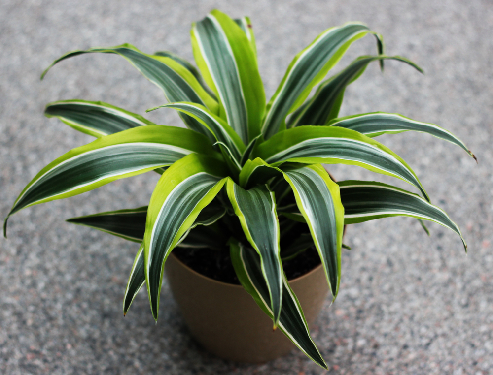 Dracaena Lemon Lime