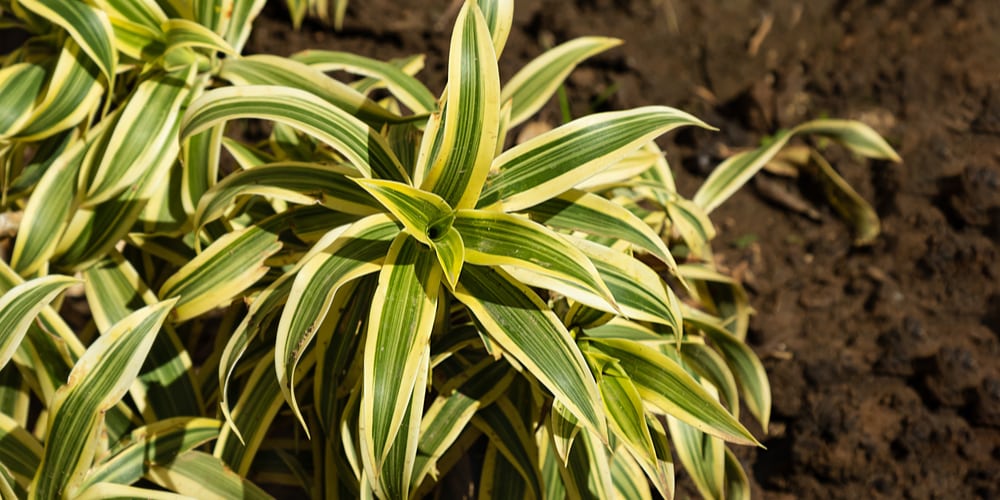 Dracaena Reflexa Care