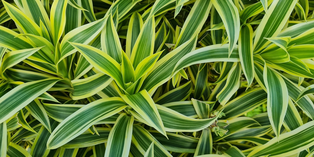 Dracaena Reflexa Care