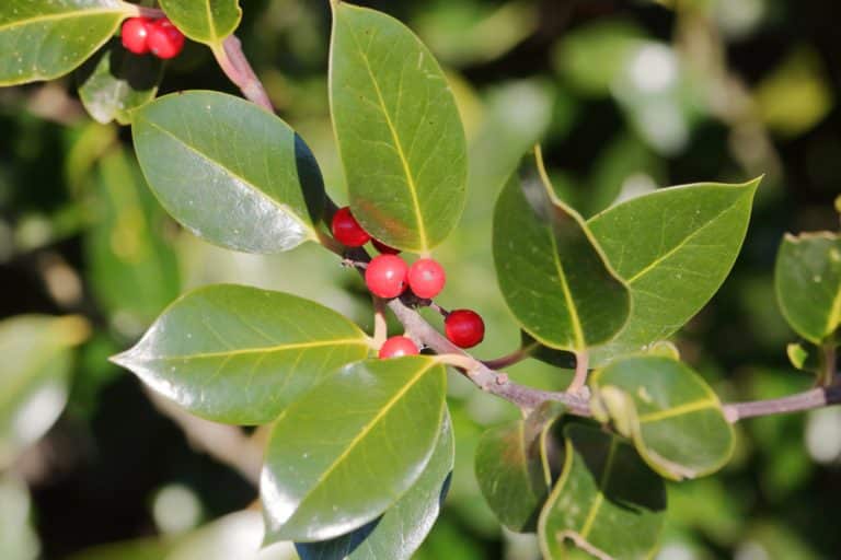 Dwarf Burford Holly Growth and Care Guide GFL Outdoors