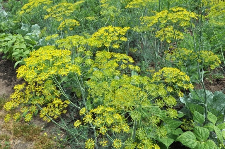 Elephant Dill Care Everything You Need to Know GFL Outdoors