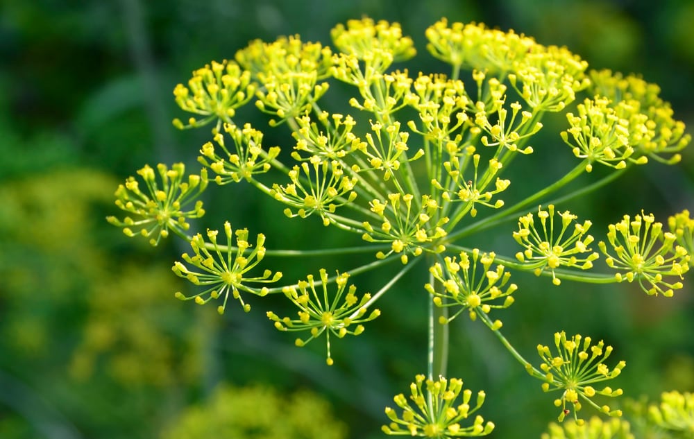 Elephant Dill