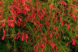 Firecracker Plant