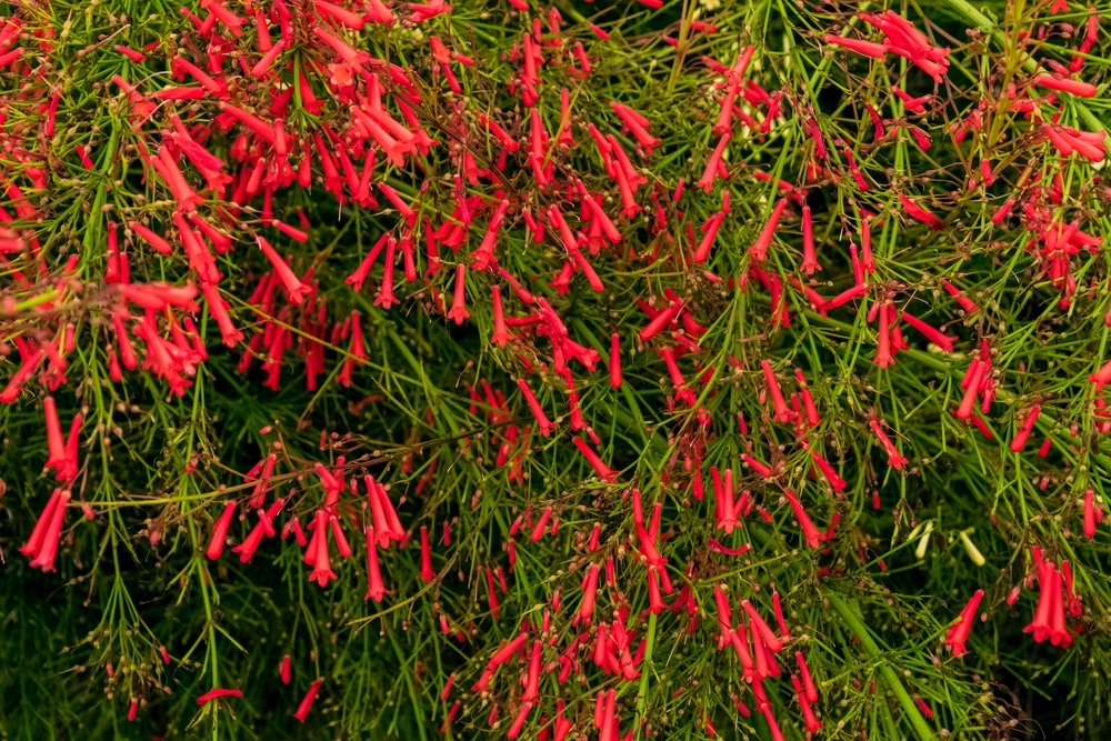 Firecracker Plant 