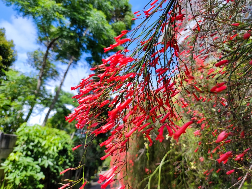 Firecracker Plant 