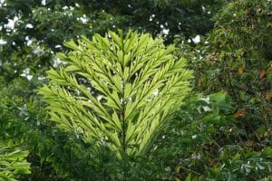 Fishtail Palm tree