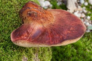 Elephant Ear Mushroom