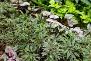 Gold Crest False Aralia