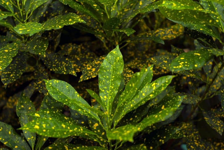 How To Propagate Croton A Gardeners Guide GFL Outdoors