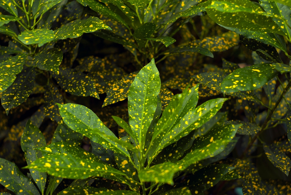 How To Propagate Croton