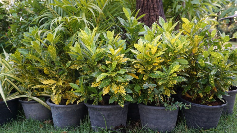 What Plants Look Good With Crotons