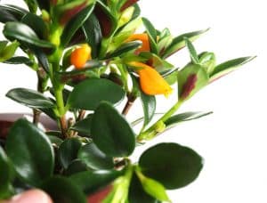 Goldfish Plant