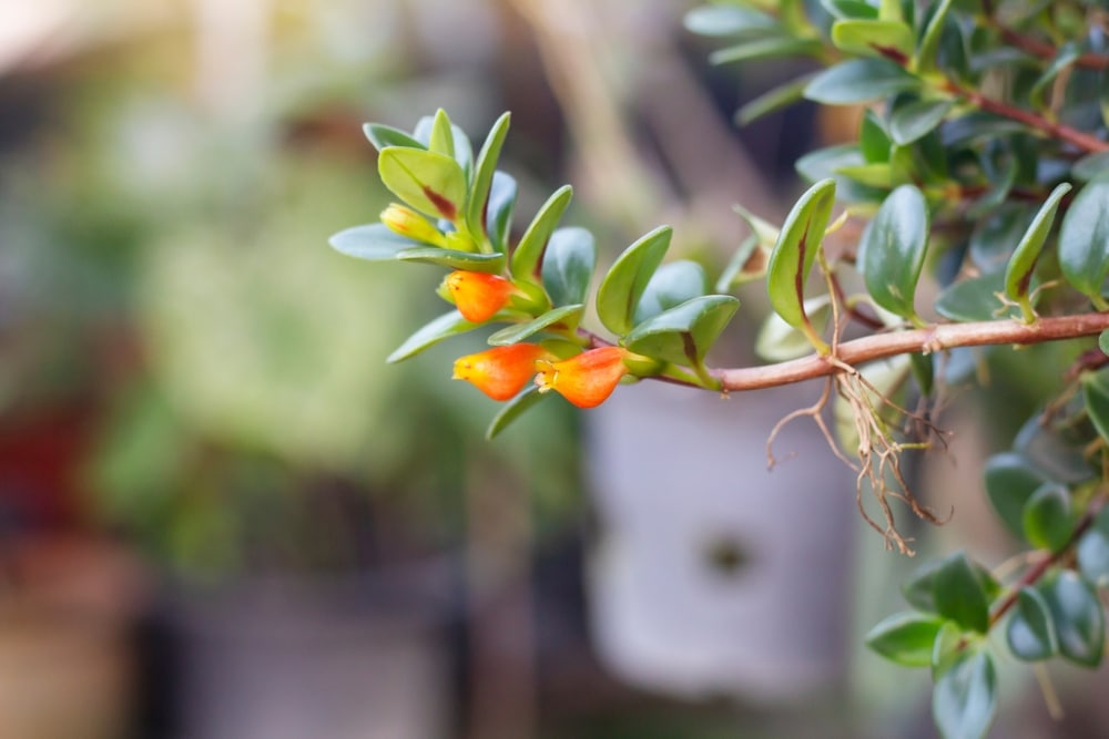 Goldfish Plant