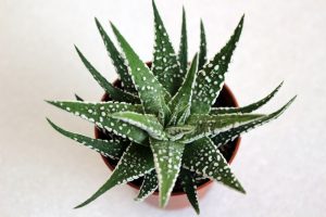 Plants With Spiky Leaves