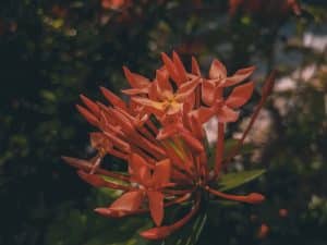 Ixora Maui Red