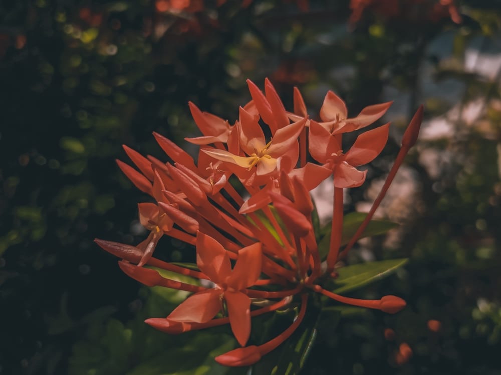 Ixora Maui Red