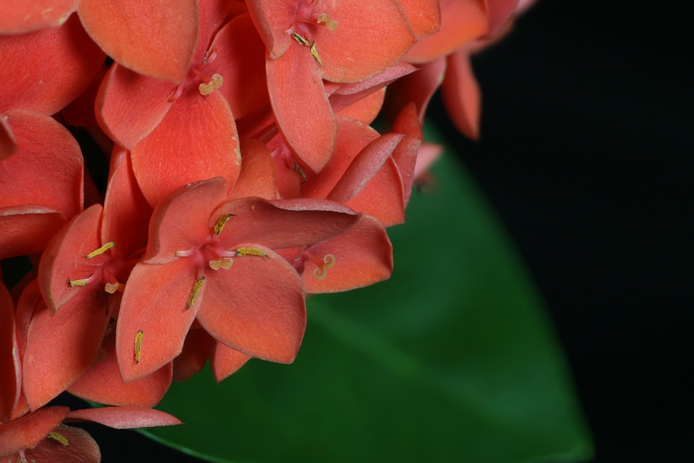 Ixora Maui Red