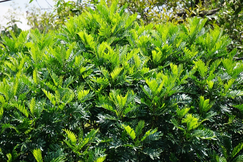 Japanese fern tree