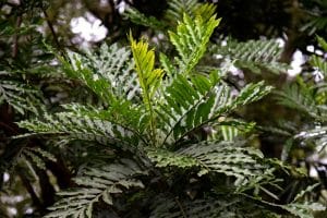 Will Ferns Grow Under Pine Trees?