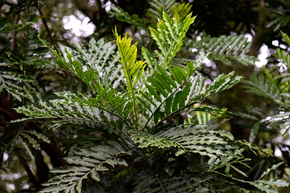 Japanese fern tree