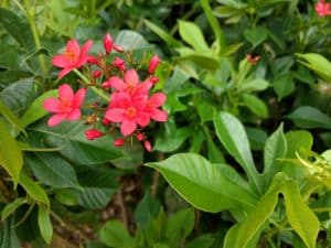 Jatropha Tree