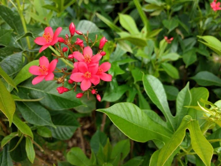 Jatropha Tree Care Everything You Need to Know GFL Outdoors