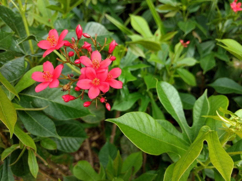 Jatropha Tree