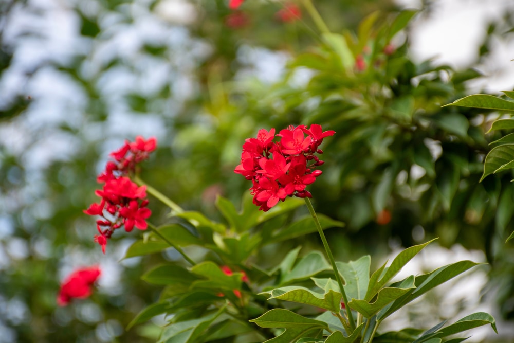 Jatropha Tree