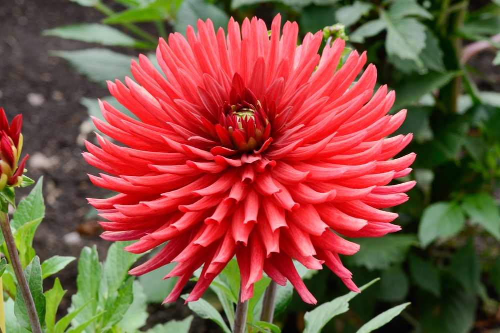 Juanita Dahlia