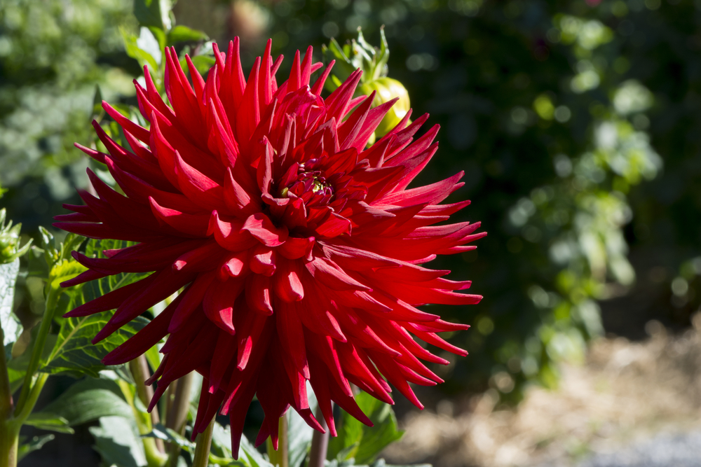 Flowers with Thick Stems