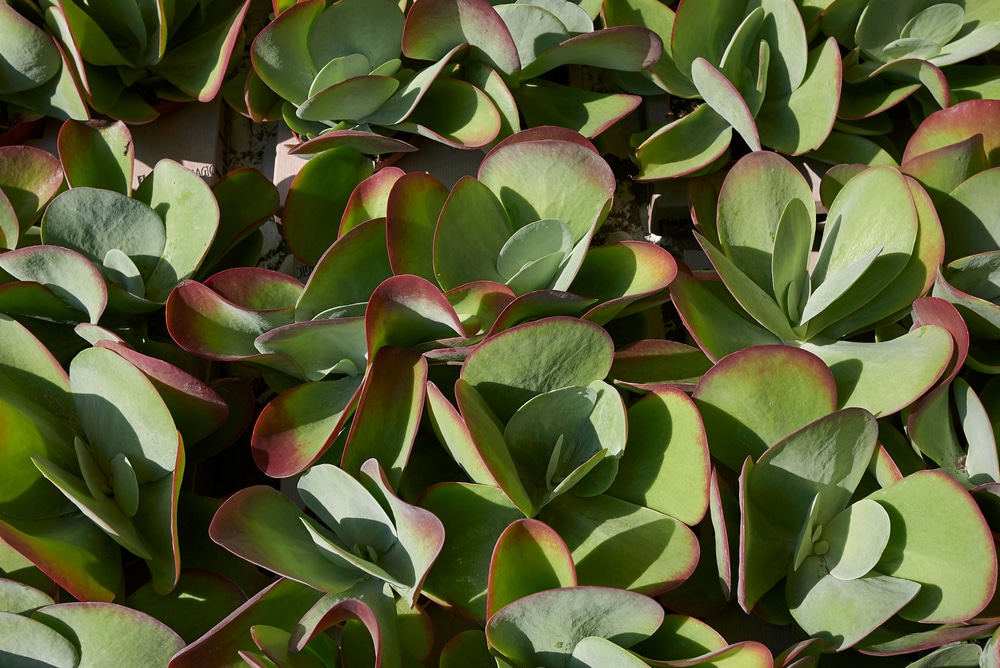 Kalanchoe thyrsiflora