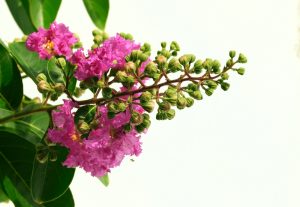 muskogee crape myrtle