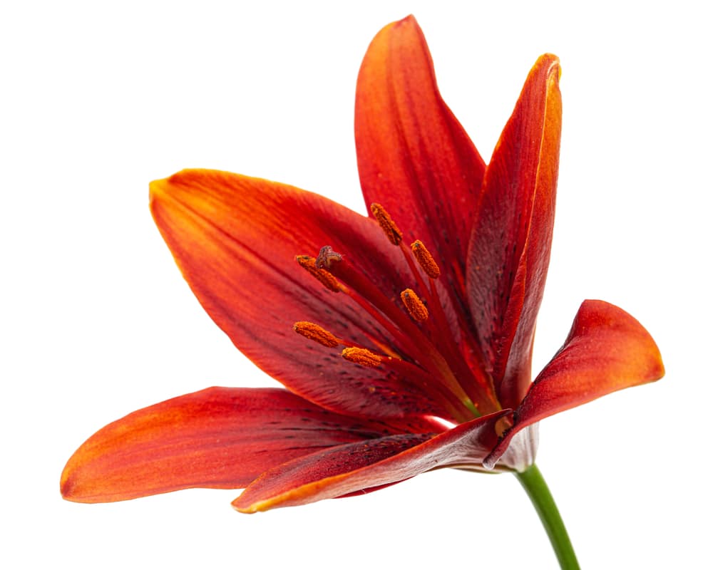 tiny rocket asiatic lily