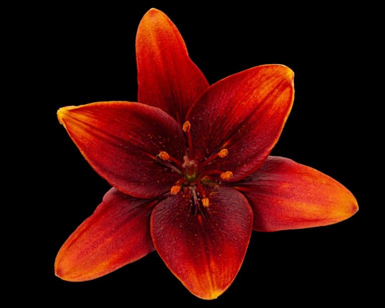Tiny Rocket Asiatic Lily Care Everything You Need to Know