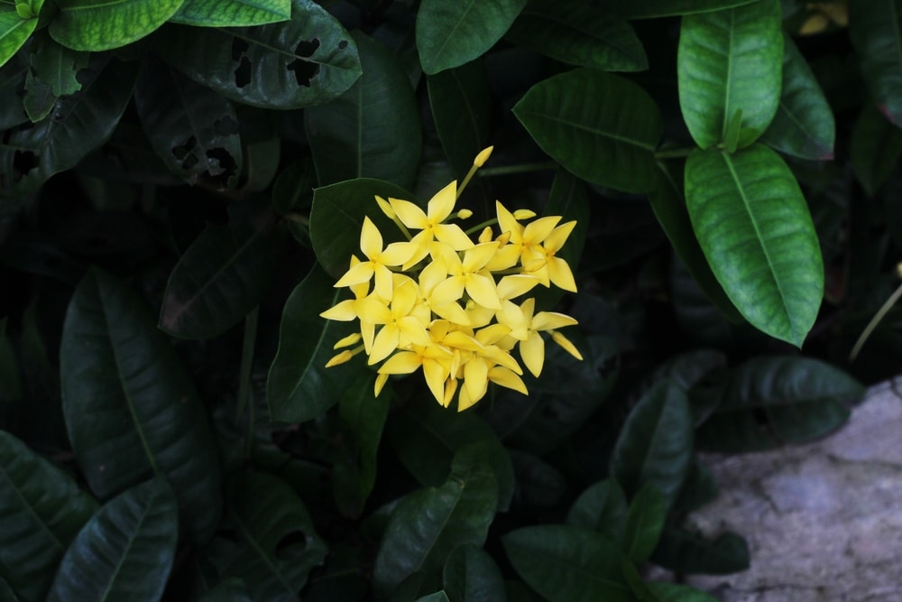 Maui Ixora