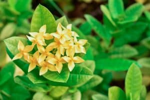 Maui Ixora